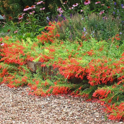 🐦"Hummingbird Carpet"🌸Epilobium garrettii – Rainbow Burst 🌈
