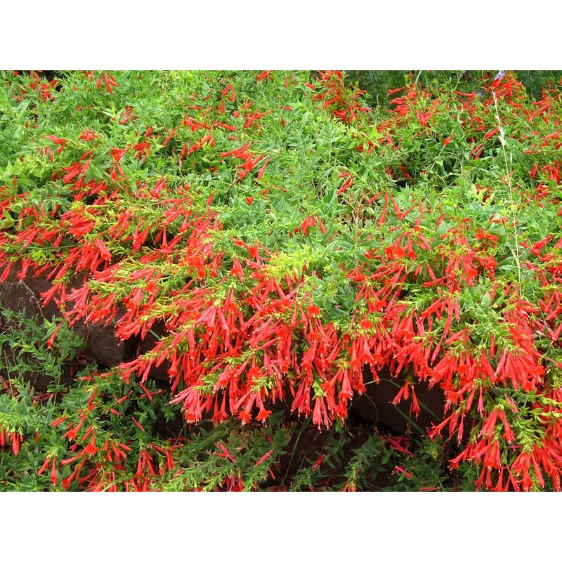🐦"Hummingbird Carpet"🌸Epilobium garrettii – Rainbow Burst 🌈