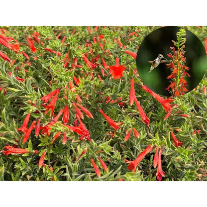 🐦"Hummingbird Carpet"🌸Epilobium garrettii – Rainbow Burst 🌈